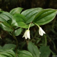 Disporum cantoniense var. cantoniense (Lour.) Merr.